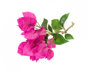 Poster - Blossoming bougainvillea branch close-up isolated on white background. Element for design close-up.