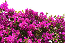 Flowering Of A Bougainvillea With Purple Flowers Isolated On White Or Transparent Background With Copy Space. Photography Full Frame. Png.