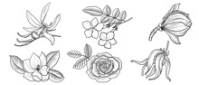 Vector Drawing Flowers Of Isolated At White Background, Rose, Jasmine, Ylang-ylang , Vanilla And Magnolia, Hand Drawn Illustration