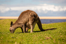 Kangaroo & Joey On Green Grass With Beach Background