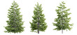 © Chayanee - Tree picea abies on transparent background.3d rendering PNG Set
