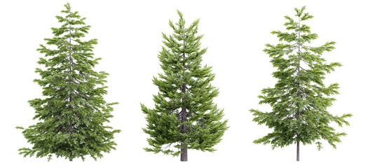 Wall Mural - Tree picea abies on transparent background.3d rendering PNG Set
