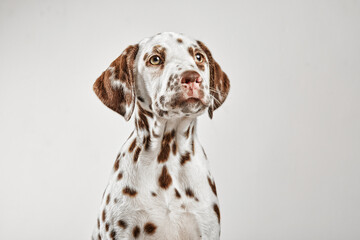 cachorro de dálmata