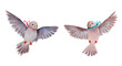 Watercolor pigeons carrying twigs on a white background