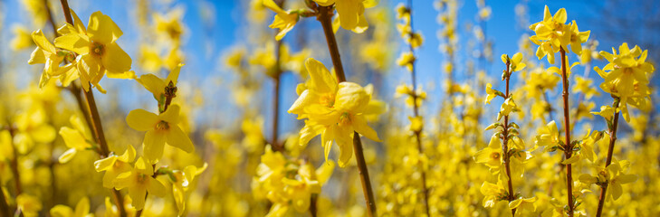 Wall Mural - forsythia bush blossom in spring