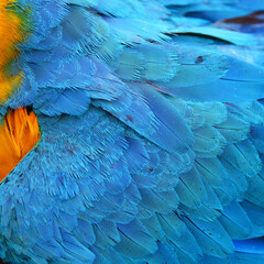  Colorful feathers