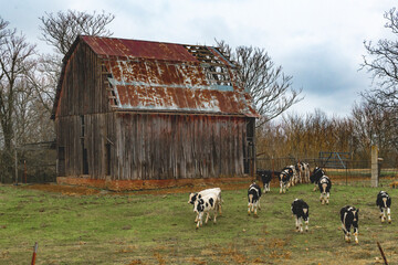 Wall Mural - Old Barn in Rural Arkansas with a herd of black and white cows