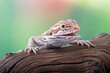 Bearded dragon on the branch