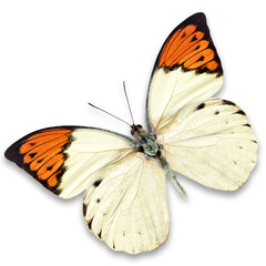 Wall Mural - white and orange butterfly