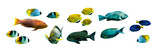 Collection set of colorful tropical fishes isolated on transparent panoramic background, fish header, png web banner