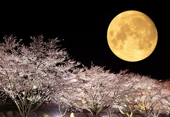 満月と桜のライトアップ