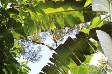 banana leaves in the sun