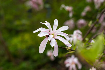 Wall Mural - Beautiful blooming pink and white star magnolia tree on spring day. Magnolia stellata flower. Flowering tree in garden