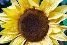 Macro Closeup Shot Of A Yellow Sunflower In A Garden