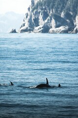Wall Mural - Vertical shot of killer whales swimming in the water in a sea, Alaska