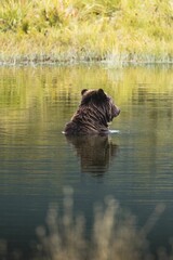 Wall Mural - Vertical shot of a wet brown bear in the water pond in Alaska on a clear day