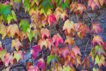 Sticker - melancholic red and yellow autumn leaves