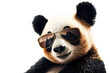 panda bear with sunglasses, ai generated