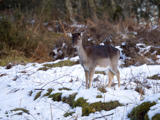 Canvas Print - Fallow deer, Dama dama