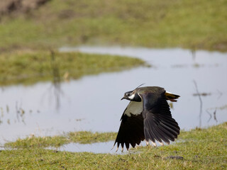 Wall Mural - Northern lapwing, Vanellus vanellus