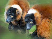 Red-ruffed Lemur (Varecia Rubra) Portrait Of Two Captive, Occurs In Madagascar. 