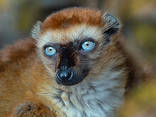 Blue-eyed Black Lemur (Eulemur Flavifrons) Female, Portrait. Captive. 