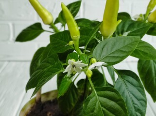 Pepper plant with flowers and fruits in a pot