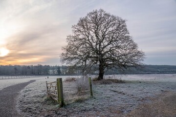 beautiful orange sky just after sunrise by an old tree on a frosty winter day in the countryside