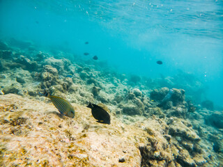 Wall Mural - corals and tropical fish underwater sea life