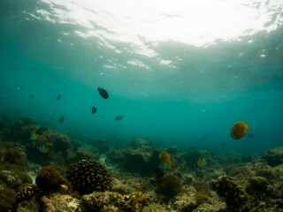 Wall Mural - corals and tropical fish underwater sea life