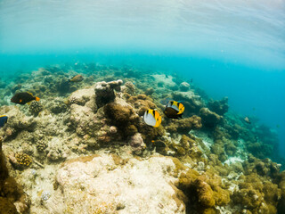 Wall Mural - corals and tropical fish underwater sea life