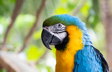 Wall Mural - beautiful Blue-and-Yellow Macaw in rainforest