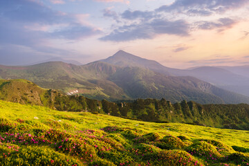 Wall Mural - Rhododendron flowers covered mountains meadow in summer time. Purple sunrise light glowing on a foreground. Landscape photography