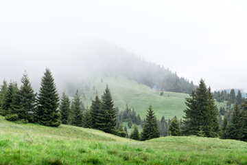 Wall Mural - Picturesque spring meadow with foogy forest in the Carpathian mountains, Ukraine. Landscape photography