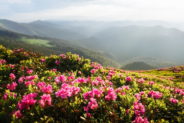 Wall Mural - Magic pink rhododendron flowers covered summer mountain meadow. Incredible spring morning in mountains with amazing pink rhododendron flowers. Landscape photography