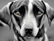 Black and white portrait of dog, beagle