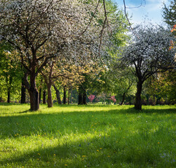 Wall Mural - a bright spring lawn in the park, the sun's rays during the flowering of decorative colored trees