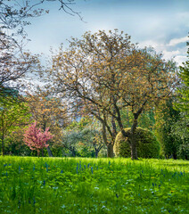 Wall Mural - Brighy flowering time of decorative trees, spring lawn in the park, sun rays