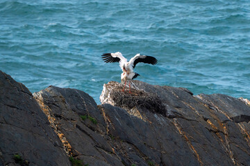 Wall Mural - stork nesting on cliffs with sea in the background