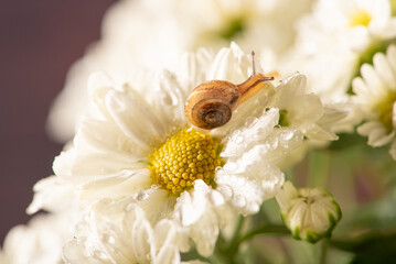 Snail and flowers, small snail on beautiful white and yellow flowers seen by a macro lens, selective focus.