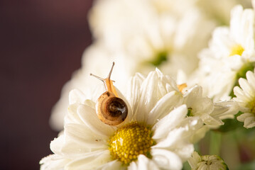 Snail and flowers, small snail on beautiful white and yellow flowers seen by a macro lens, selective focus.