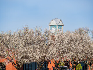 Canvas Print - Sunny view of Callery pear blossom in the campus of Oklahoma Christian University