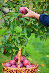 Wall Mural - Woman holding wicker basket and harvesting apples from fruit tree. Autumn season in orchard. Organic apples in the garden.