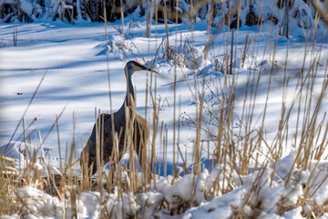 Sticker - The sandhill cranes (Antigone canadensis) in the snow at the end of winter . Native American bird a species of large crane of North America 