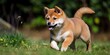 Adorable Shiba Inu doge frolicking outdoors