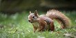 Adorable squirrel frolicking outdoors