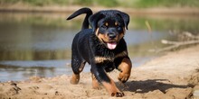 Adorable Rottweiler Puppy Frolicking Outdoors