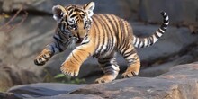 Adorable Tiger Cub Frolicking Outdoors