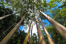 Looking Up At The Colorful Trunks And Canopy Of Rainbow Eucalyptus Trees , Eucalyptus Deglupta, Maui, Hawaii