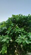 © Daudul - green leaves background